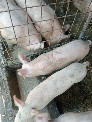 Vând doua purcele rasa de carne 