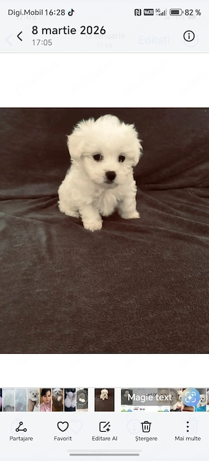 Bichon maltez mini toy