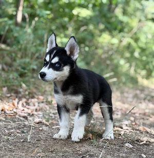 Mascul husky siberian! - imagine 4