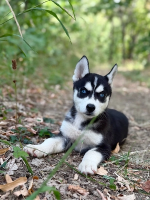 Mascul husky siberian! - imagine 5