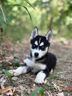 Mascul husky siberian! - imagine 2