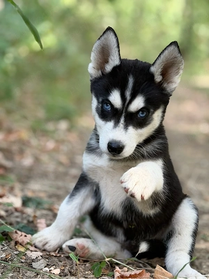 Mascul husky siberian!