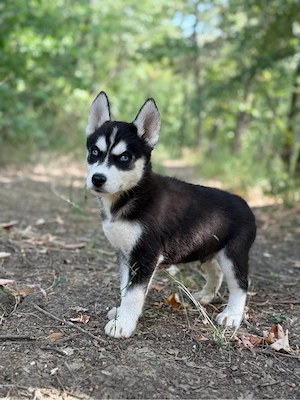 Mascul husky siberian! - imagine 3