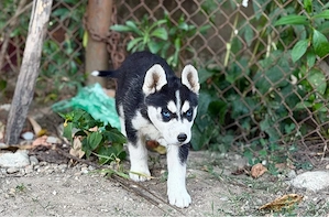 Femela Husky Siberian!