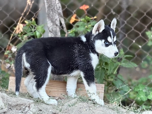 Femela Husky Siberian! - imagine 3
