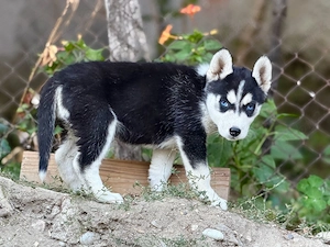 Femela Husky Siberian! - imagine 4