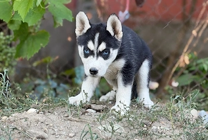 Femela Husky Siberian! - imagine 2