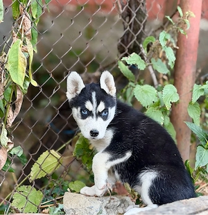 Femela Husky Siberian! - imagine 5