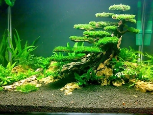 Riccia Fluitans      Perla aquascaping-ului! - imagine 5