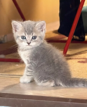 Pisoiasi British shorthair - imagine 4