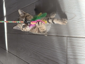Pisoiasi British shorthair - imagine 3