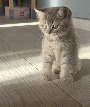 Pisoiasi British shorthair - imagine 2