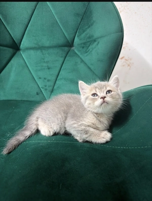 Pisoiasi British shorthair - imagine 5
