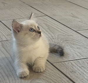Pisoiasi British shorthair