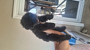 Vand catel maltipoo - imagine 4