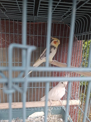 Pereche Papagali Nimfă (2 ani) foarte comunicativi + Colivie completă
