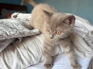pisoi british short hair 