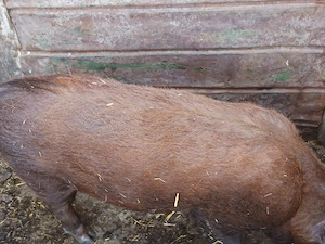 Vând purcei duroc