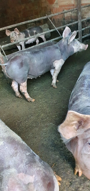 purcei, porci - imagine 3