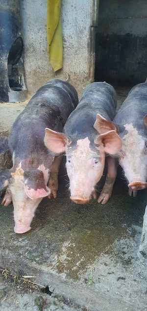 purcei, porci