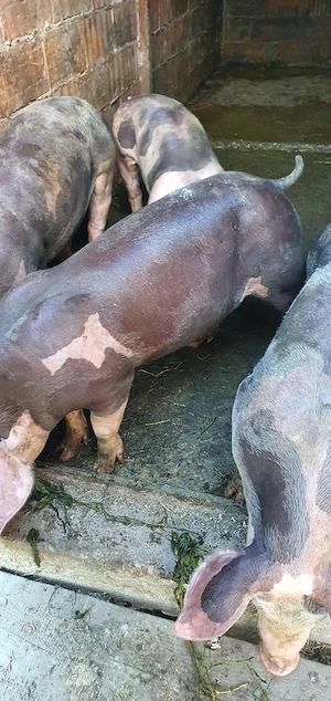 purcei, porci - imagine 5