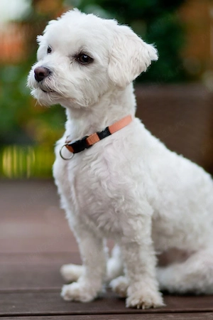 pui bichon mini toy rasa pura  - imagine 3