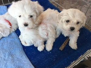 pui bichon mini toy rasa pura  - imagine 4