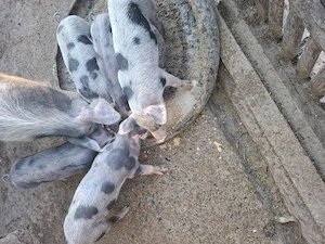 vand porci de rasa,petrain 