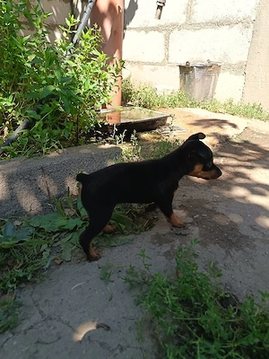 Cățelușă Pinscher