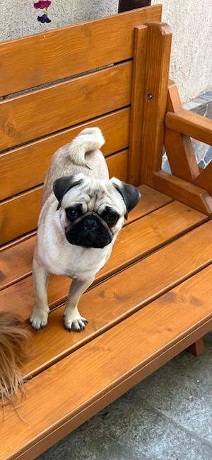 Vand pug mascul. Are 10 luni