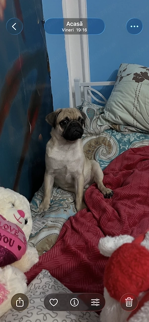 Mascul de rasa Pug. - imagine 4