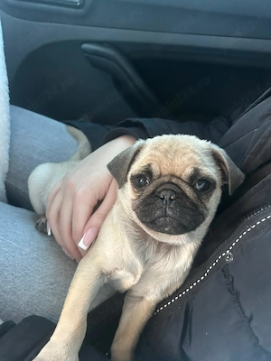 Mascul de rasa Pug. - imagine 3