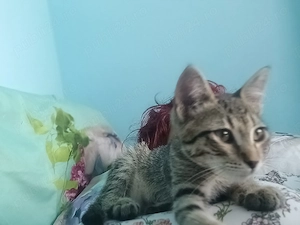 Motănel pentru adopție responsabilă  - imagine 4