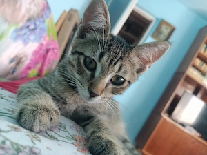 Motănel pentru adopție responsabilă  - imagine 3