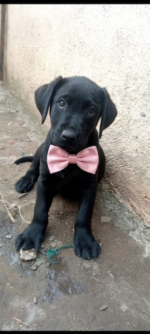 Femelă Labrador 