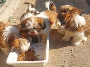 catei shih-tzu - imagine 2