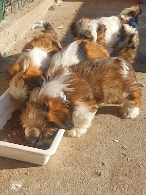 catei shih-tzu - imagine 5
