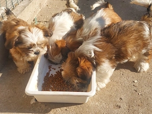 catei shih-tzu