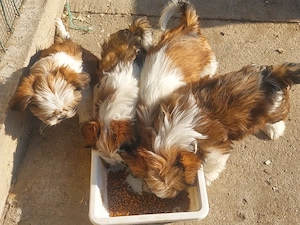 catei shih-tzu - imagine 3