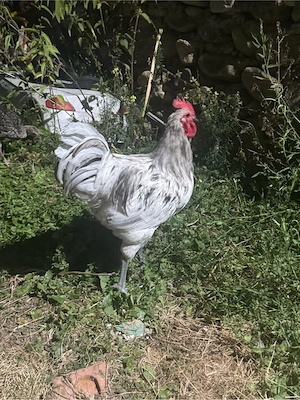 cocosi australop si alte rase  - imagine 2