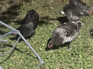 cocosi australop si alte rase 