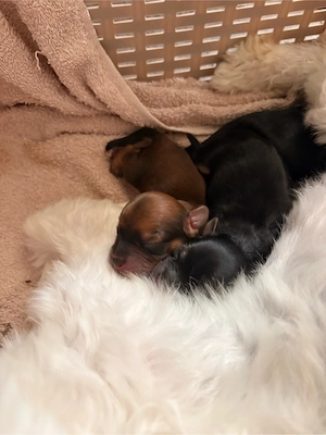 Catei Morkie (Yorkshire terrier x Bichon Maltese ) - imagine 2