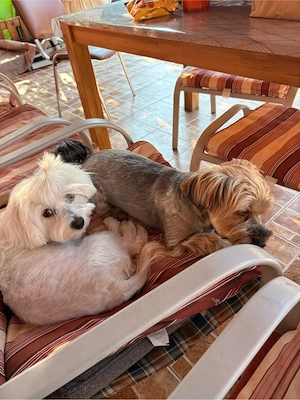 Catei Morkie (Yorkshire terrier x Bichon Maltese ) - imagine 3