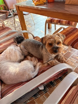 Catei Morkie (Yorkshire terrier x Bichon Maltese ) - imagine 4