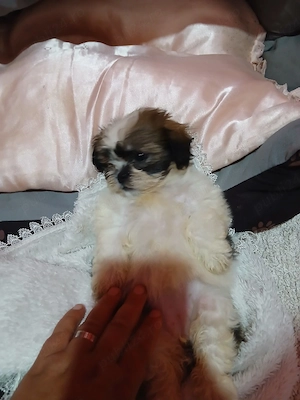 vand catelusi shih tzu rasa pura detin ambi.parinti  - imagine 2