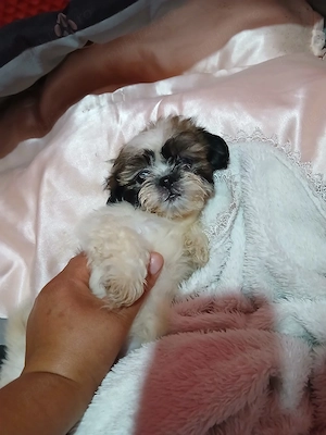 vand catelusi shih tzu rasa pura detin ambi.parinti 