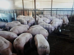Porci  de carne 