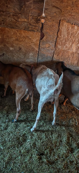 Capre de vânzare rasă metis de anglonubian cu alpin - imagine 4