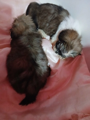vand catelusi shih tzu rasa pura detin ambi.parinti  - imagine 3