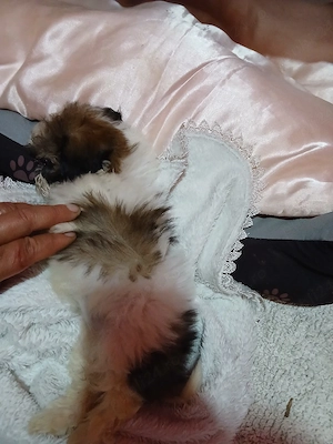 vand catelusi shih tzu rasa pura detin ambi.parinti  - imagine 5